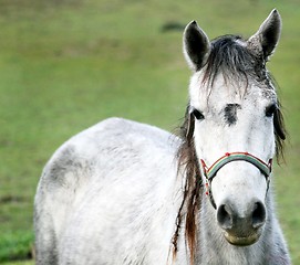 Image showing Grey horse