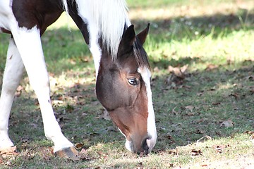 Image showing Close up of horse grazing