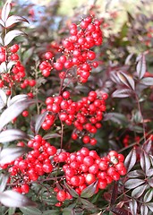 Image showing Red berries on bush