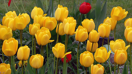 Image showing Yellow tulips