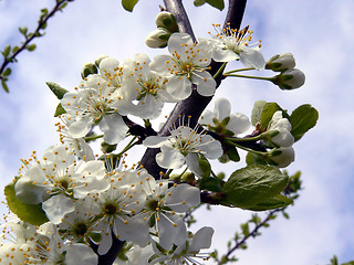 Image showing Apple blossom