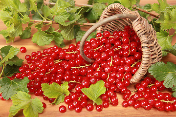 Image showing Red currants