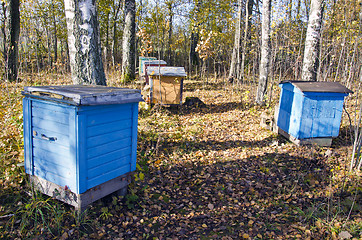 Image showing Colored hive stand between birch trees in autumn.