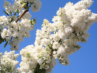 Image showing White lilac on a blue sky as background 