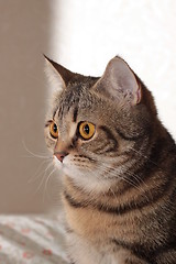 Image showing Cat is looking