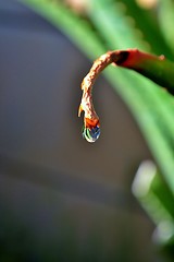 Image showing raindrop on aloe vera leaf