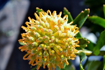 Image showing Pincushion blossom