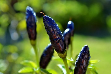 Image showing Black Chilli Pepper