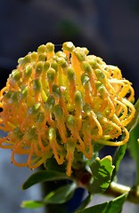 Image showing Pincushion blossom