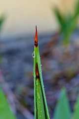 Image showing Agave thorn