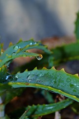 Image showing raindrop on aloe vera leaf