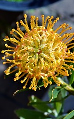 Image showing Pincushion blossom