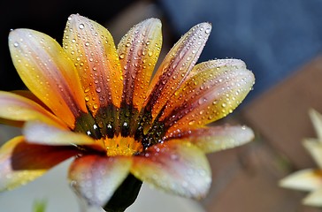 Image showing Macro of colorful flower with water drops in bright sunlight