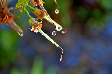 Image showing Macro of colorful flower with water drops in bright sunligh