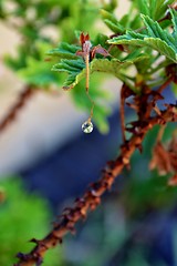 Image showing Macro of colorful flower with water drops in bright sunlight