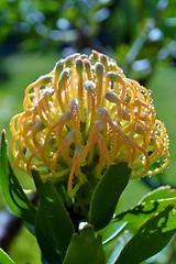 Image showing Pincushion blossom