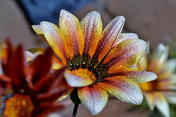 Image showing Macro of colorful flower with water drops in bright sunlight