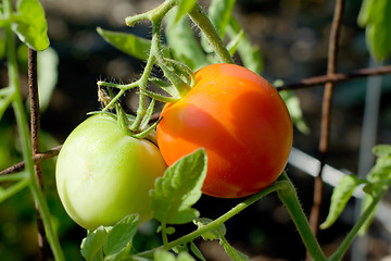 Image showing Tomatoes