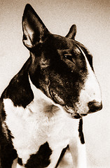 Image showing Bull terrier