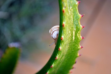 Image showing Macro image of a snail on an green aloe vera leaf with red spikes