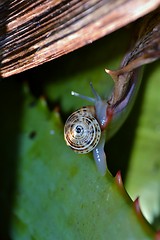 Image showing Macro image of a snail on an green aloe vera leaf with red spikes