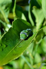 Image showing Makro image of big green caterpillar on plant stem