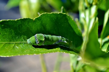 Image showing Makro image of big green caterpillar on plant stem