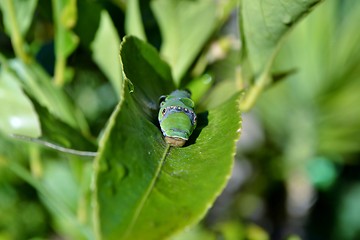 Image showing Makro image of big green caterpillar on plant 