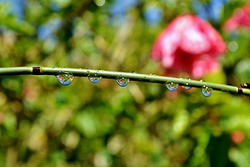 Image showing Raindrops on bamboo grass