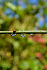 Image showing Raindrops on bamboo grass