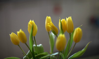 Image showing tulips 