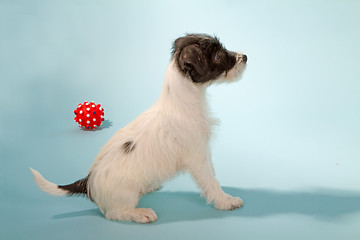 Image showing Parson Jack Russell Terrier