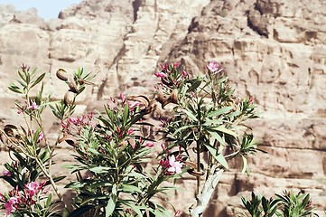 Image showing Petra ruins and mountains in Jordan