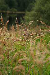 Image showing Scotland nature for walkers