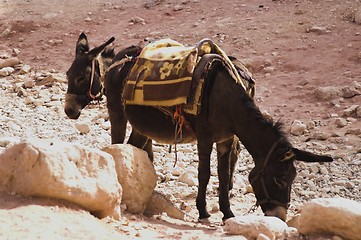 Image showing Petra ruins and mountains in Jordan