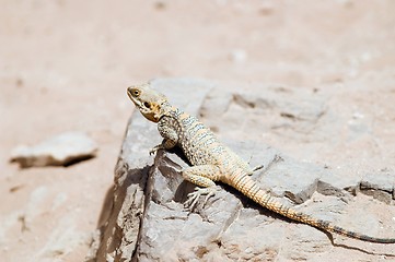 Image showing lizard in Jordan desert