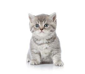 Image showing british shorthair kitten