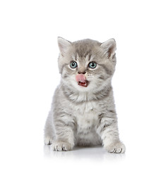 Image showing british shorthair kitten