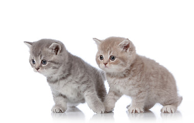 Image showing british shorthair kittens