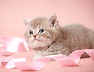 Image showing british shorthair kitten