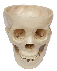 Image showing Empty skull