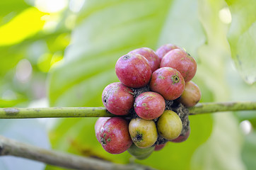 Image showing Coffee Beans