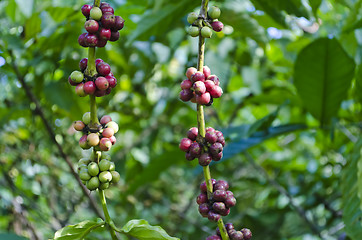 Image showing Coffee Beans