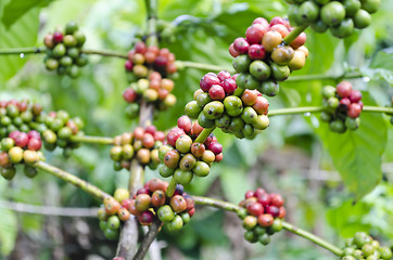 Image showing Coffee Beans