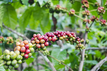 Image showing Coffee Beans