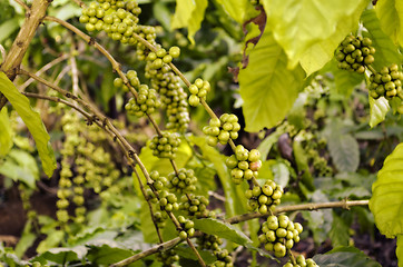 Image showing Coffee Beans