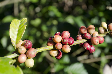 Image showing Coffee Beans