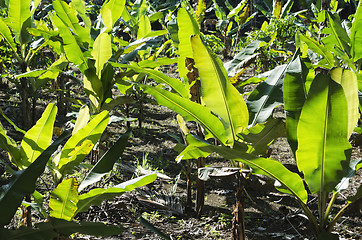 Image showing Banana Plantation