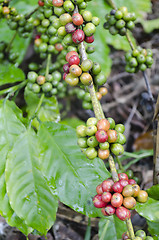 Image showing Coffee Beans