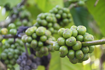 Image showing Coffee Beans